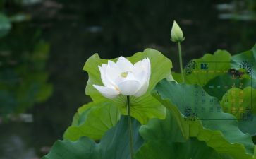 6月团工作计划8篇
