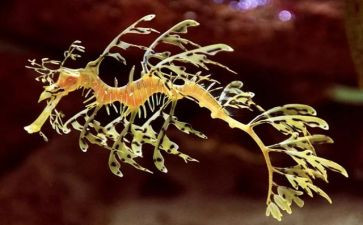 初一的生物调查报告6篇
