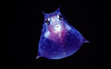 生物心得体会精选6篇