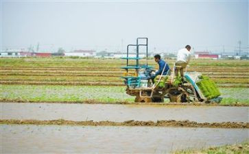 播种梦想作文5篇