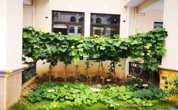 小班蔬菜汁教案7篇