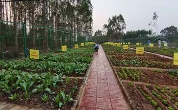 小班蔬菜汁教案通用7篇