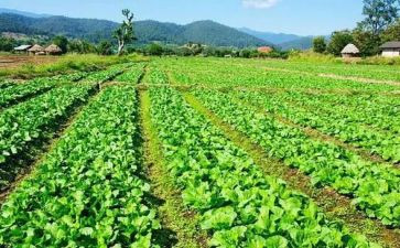 湘菜英文介绍演讲稿8篇
