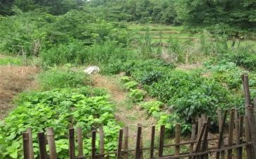 幼儿园蔬菜活动教案8篇