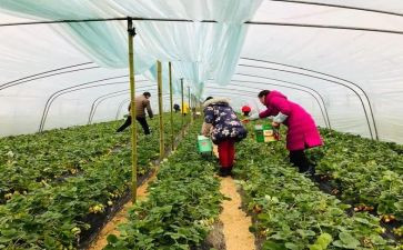 采摘的活动方案模板7篇