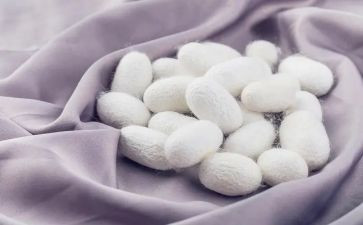 蚕的一生读后感5篇