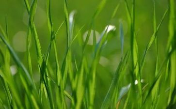 草房孑读书心得推荐8篇