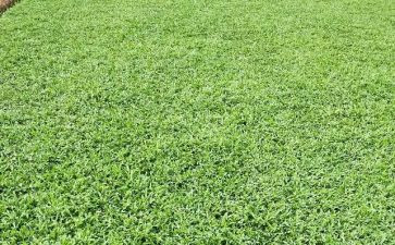 草房了读后感优秀5篇
