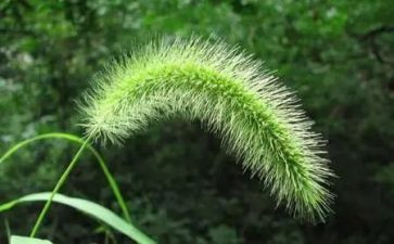 看小草的作文优质8篇