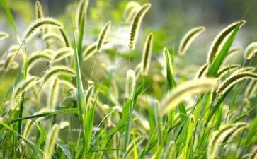 草原上教案参考7篇