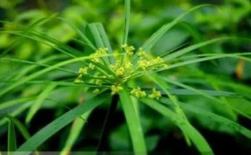 草的四季作文参考5篇
