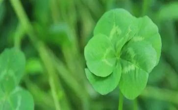 大班科学奇特的花草教案7篇