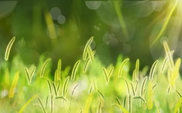 草房了读后感5篇