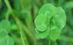 大班科学奇特的花草教案7篇