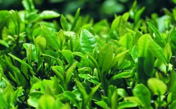 茶艺课心得体会通用6篇