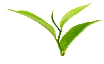 茶专业的演讲稿5篇