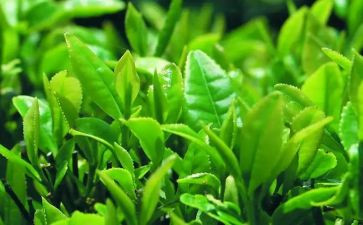 茶专业自我鉴定最新8篇