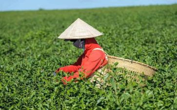 我与茶作文800字7篇