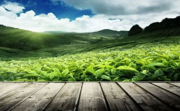 采茶歌教案5篇