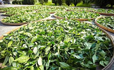 茶艺课心得体会6篇