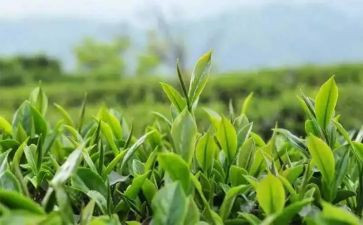 有关茶的调查报告最新8篇
