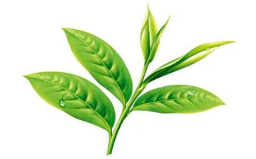 茶的心得体会200字精选8篇