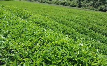 茶艺组工作总结8篇