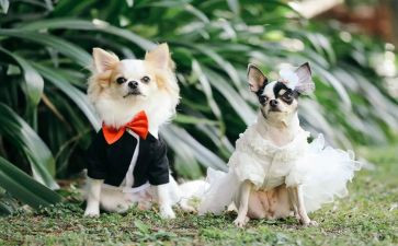 宠物医院月总结8篇