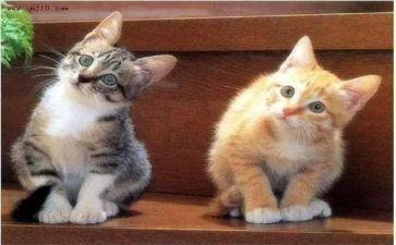 宠物买卖合同6篇