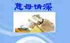 慈母亲深读后感参考5篇
