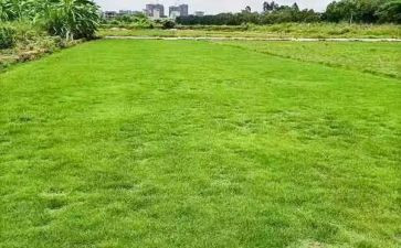 写田地的作文5篇