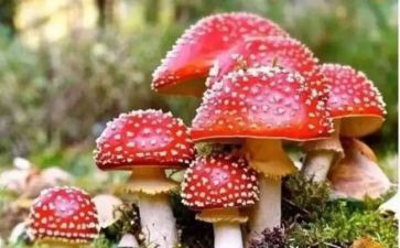 禁毒宣传策划活动方案7篇