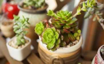 多肉植物,作文优质5篇