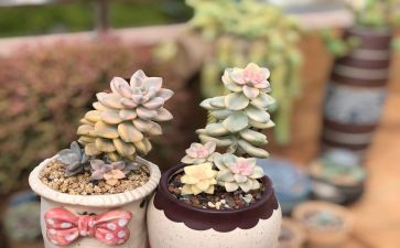 多肉植物,作文6篇