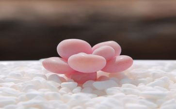 多肉植物,作文优秀8篇