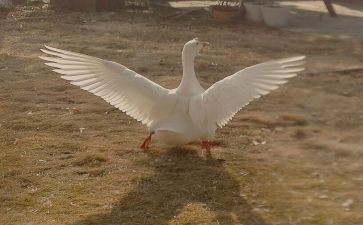 《天鹅》读后感推荐8篇