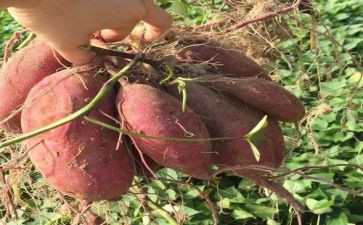 烤番薯作文600字5篇