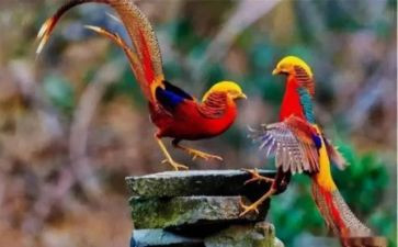 凤凰作文推荐8篇