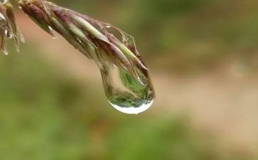 心灵的甘露优秀作文7篇