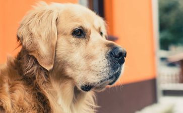 读第七条猎狗读后感最新8篇