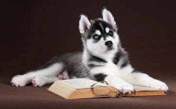 猎狗的读后感通用8篇