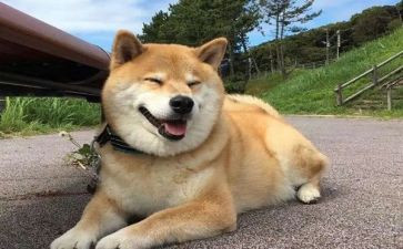 狗的生命作文优质5篇