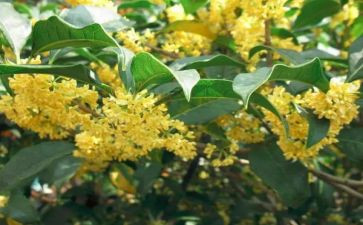 桂花作文范文7篇