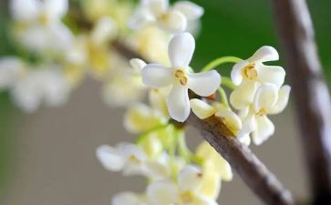 桂花教案精选7篇