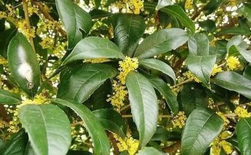 桂花林的作文300字优质5篇