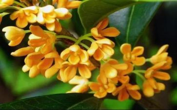 春天桂花的作文参考5篇