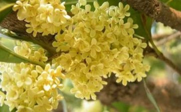 我家乡的桂花树作文600字优秀8篇