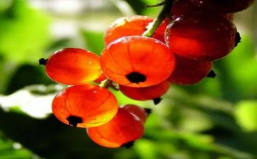 幼儿园树的果实教案8篇