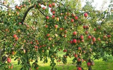 幼儿园的果树教案5篇