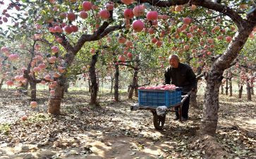 秋天的果园作文300字5篇